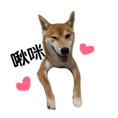 哺啾日記