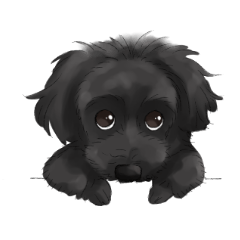 Black Toy Poodle Hinata