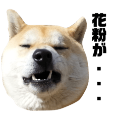 shibainu cute picture