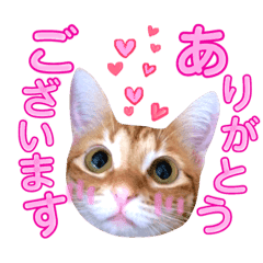 ねこすた 茶トラ猫バージョン Line スタンプ Line Store ねこすた 茶トラ猫バージョン Line スタンプ Line Store