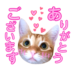 我愛猫。日本版