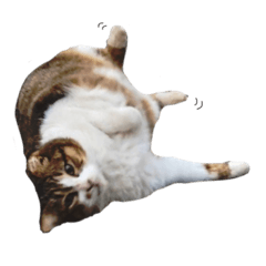 my  darling cat