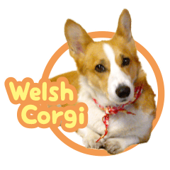 Welsh Corgi Sticker