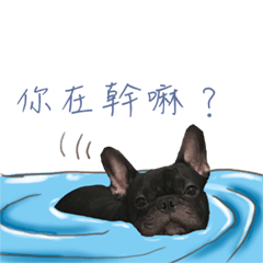 法國鬥牛犬吼呦