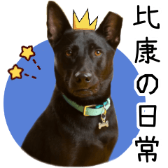 比康の日常