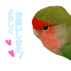 Hana_20181016043510