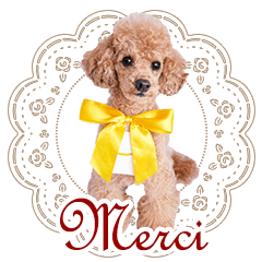 French and Japanese Toy poodle dog photo