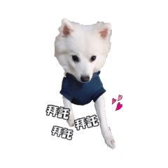小笨狗圓仔