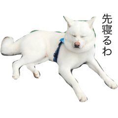 秋田犬こてつ君 日常編 Line スタンプ Line Store