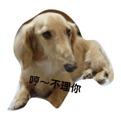 臘腸狗的日常喔