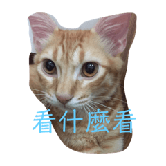 可愛的椪椪生活