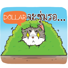 DOLLAR cheeky cat e