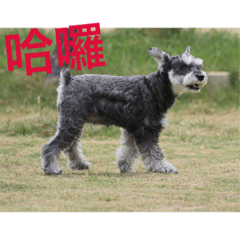 QQ的異想世界