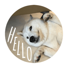 柴犬米娜Say Hello