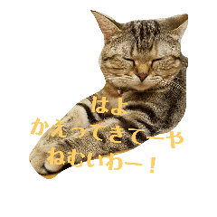 catcatcat_2018