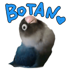 LOVEBIRD BOTAN
