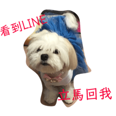 搗蛋二毛（LuLu&帥帥）