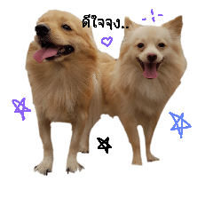 Dog_20181018153250