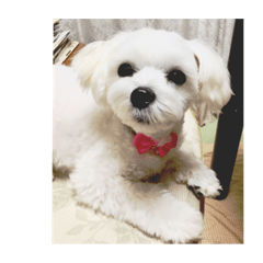 mako_20181017010449