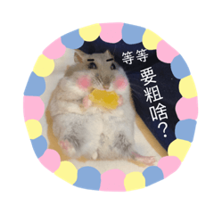 胖鼠日常
