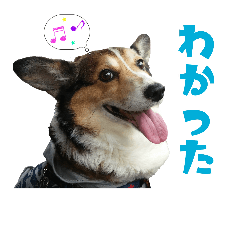 コルフィ君 スタンプ