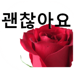 A floral message! Rose [Korean]