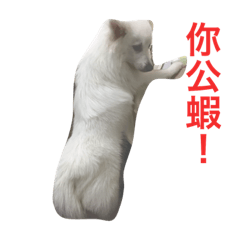 狐狸狗洋洋的日常
