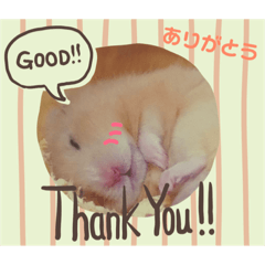 My dear pet Hamster.