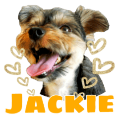 Awesome Yorkshireterrier Jackie
