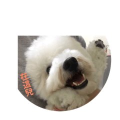 都是比熊犬