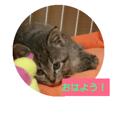 a Kitten in my family