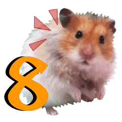 Golden Hamster MoMoJai 8