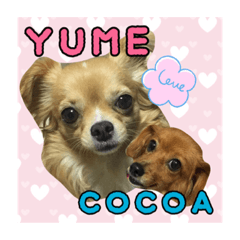chihuahua yume-chan&cocoa-chan