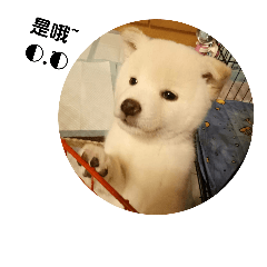 Kuma shiba2