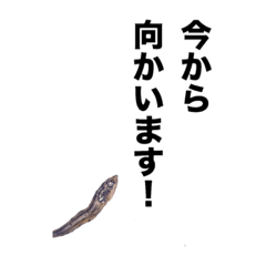 niboshi2