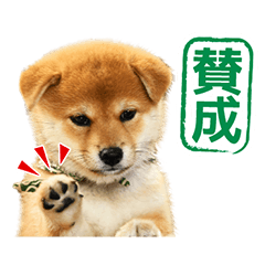 Mamesuke 2024 shiba inu