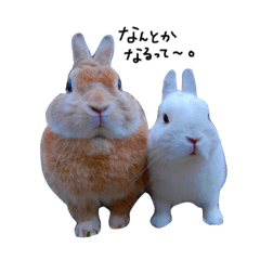 rabbit_marupiiyuki