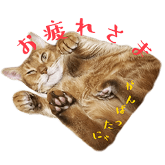 Abyssinian greeting