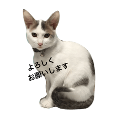 cattweet