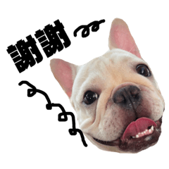 French Bulldog bobe