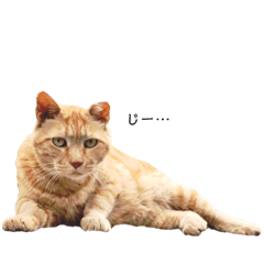 My darling cats