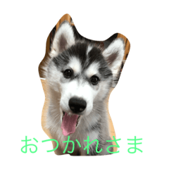 3rd Husky Sisters