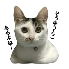 UMi-Cats