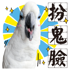 藍眼巴丹鸚鵡─棉花糖的聒噪生活