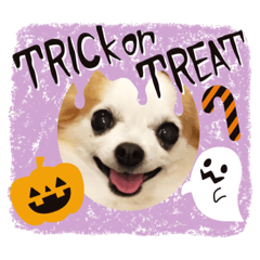 Coco of Chihuahua(Halloween)