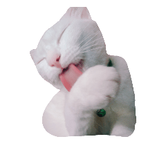 catcat_20181023105455