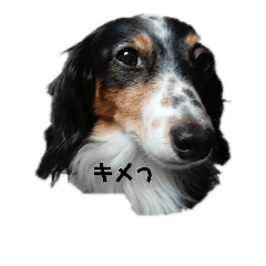 Risamaro_20181021201349