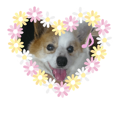 welshcorgi