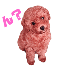 toy poodle Cabrera's daily life
