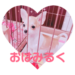 Chihuahua milk hime